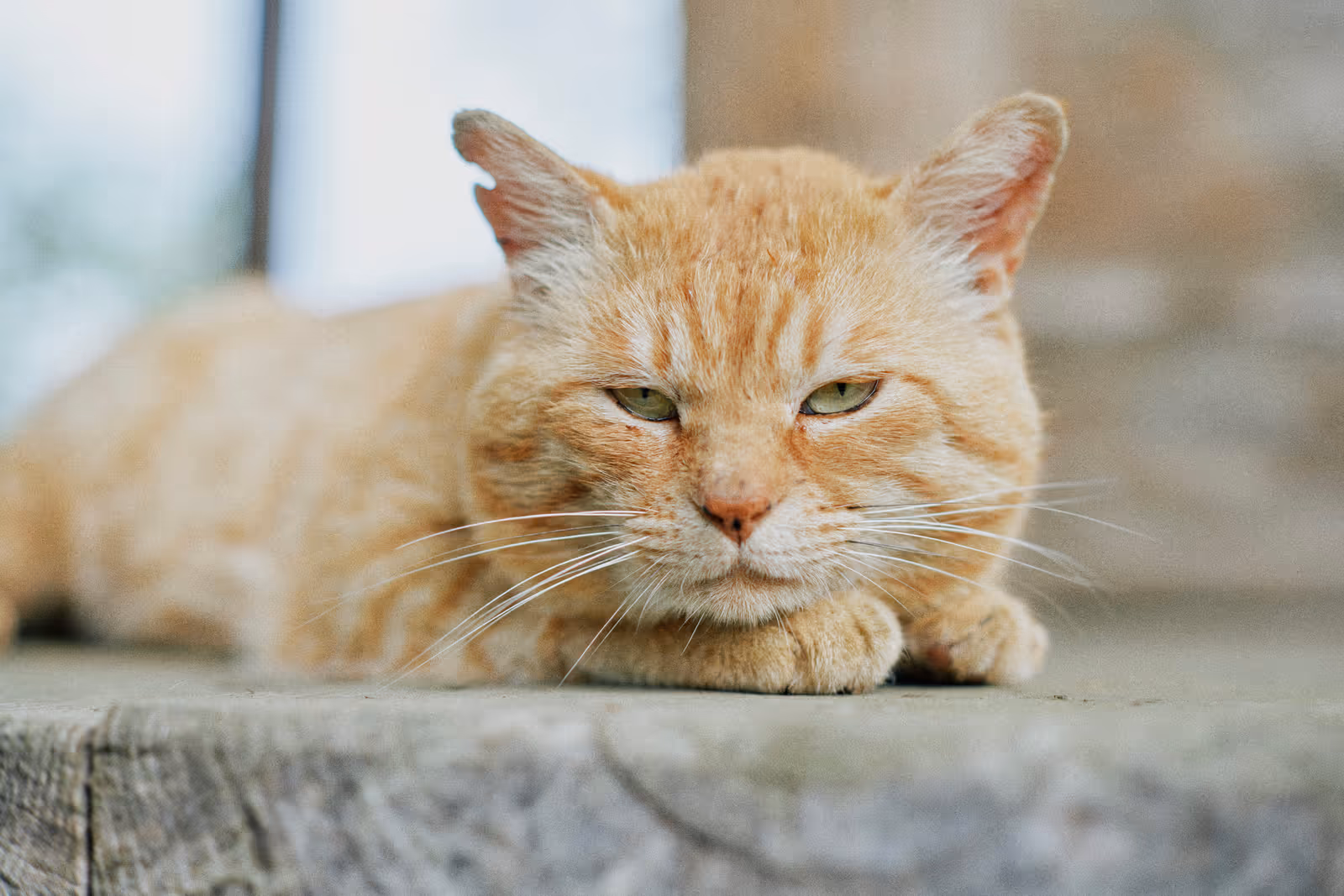 cats cats cats 01