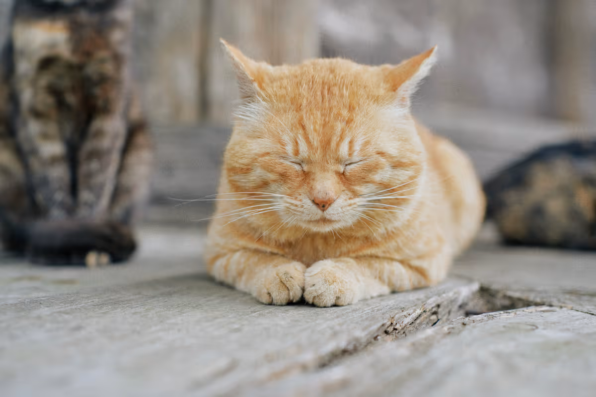cats cats cats 01