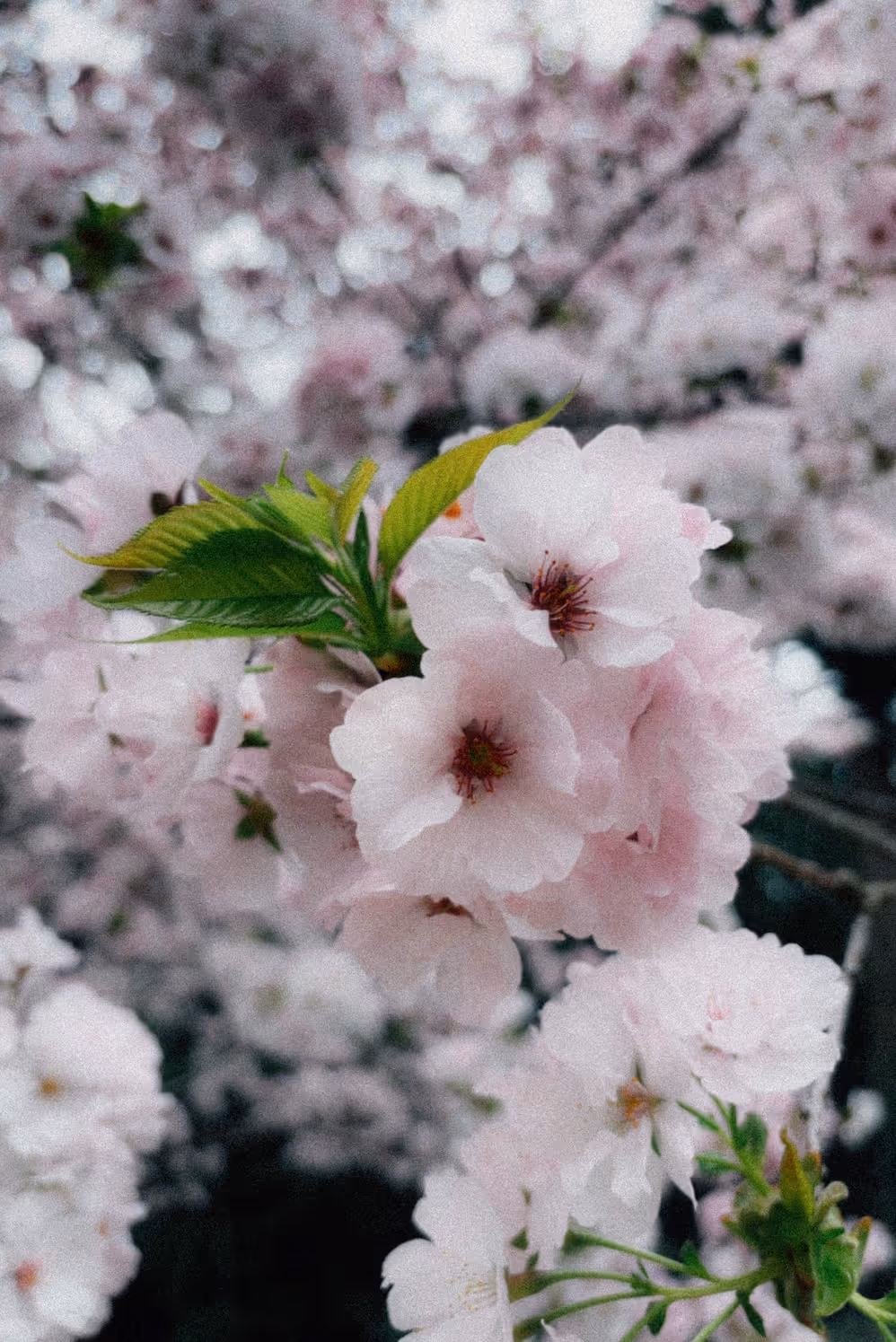 画像14