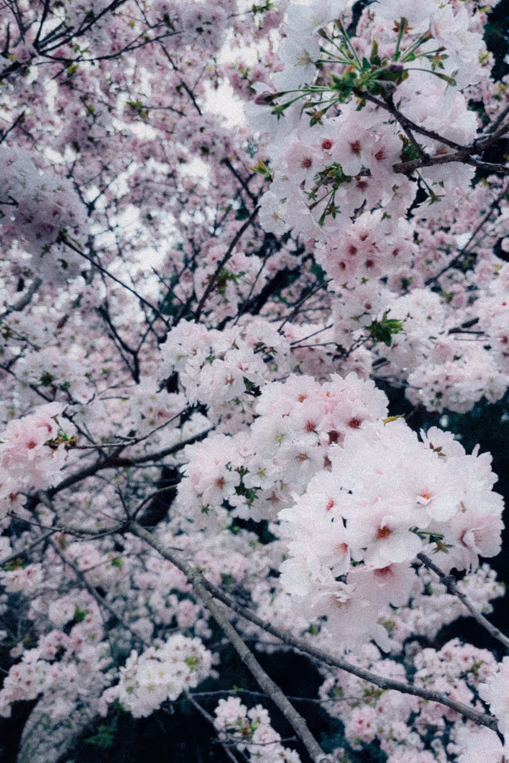 画像15