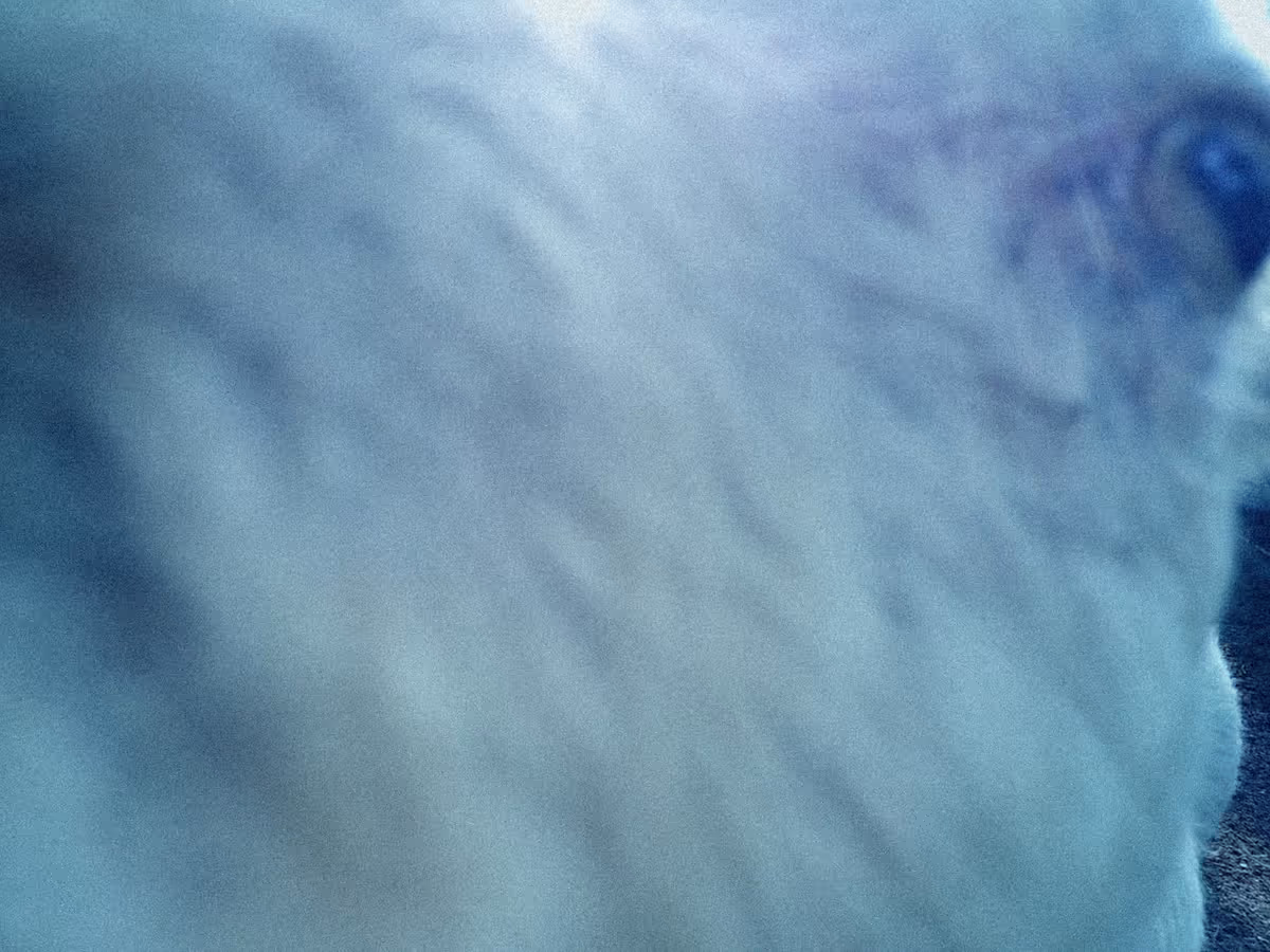 画像11